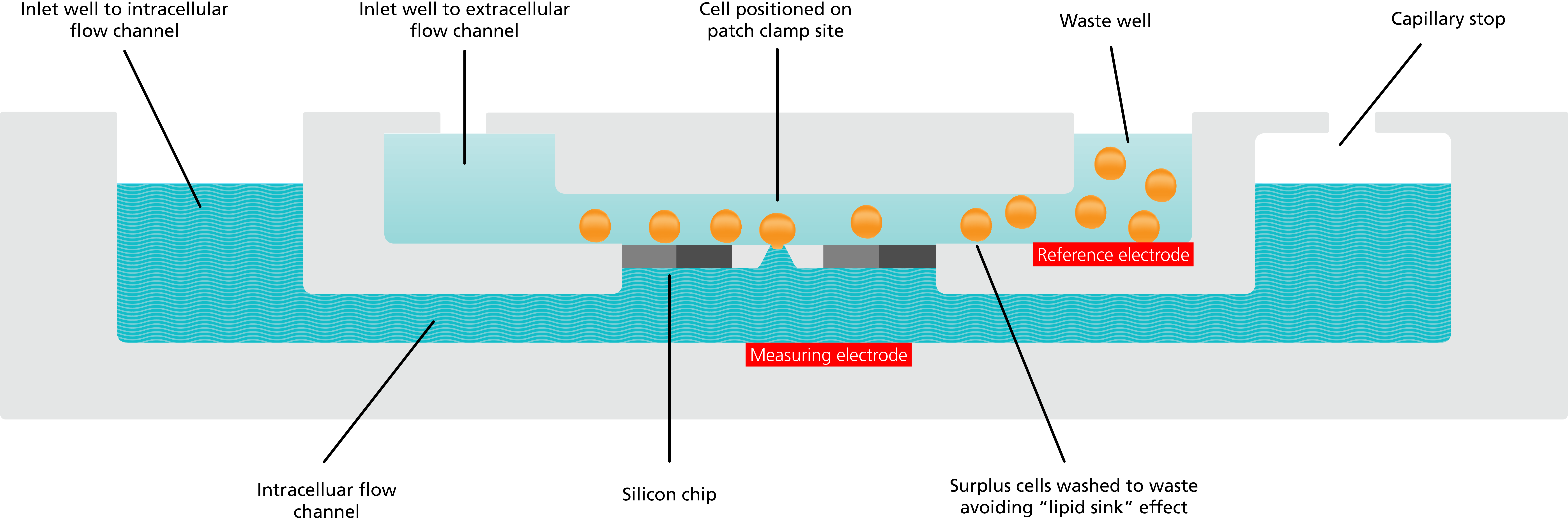 QPlate and QChip 384 is the advanced microfluidic flow channels that lead compounds and buffers to the cell.