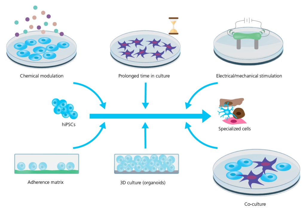 Optimize hiPSC-derived cell lines with Sophion's automated patch clamp