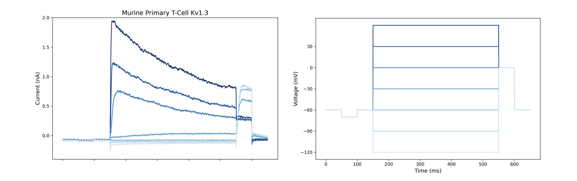 T-cell-function-with-automated-patch-clamp-technology