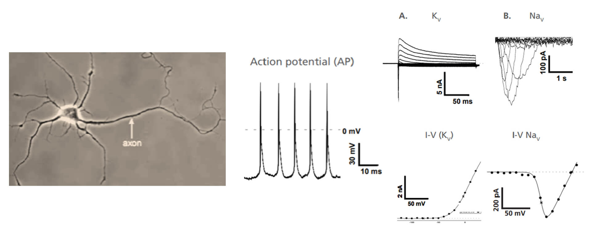Electrophysiology-studies-of-primary-neurons