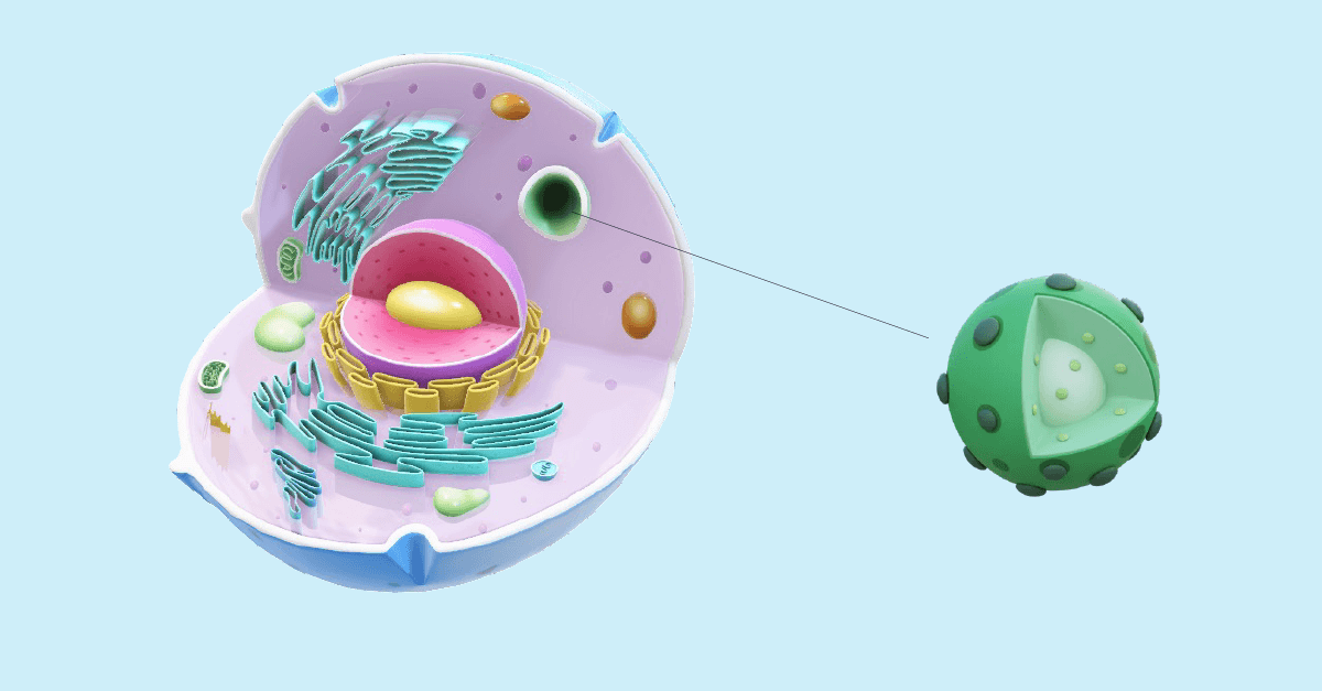 Organelle ion channels