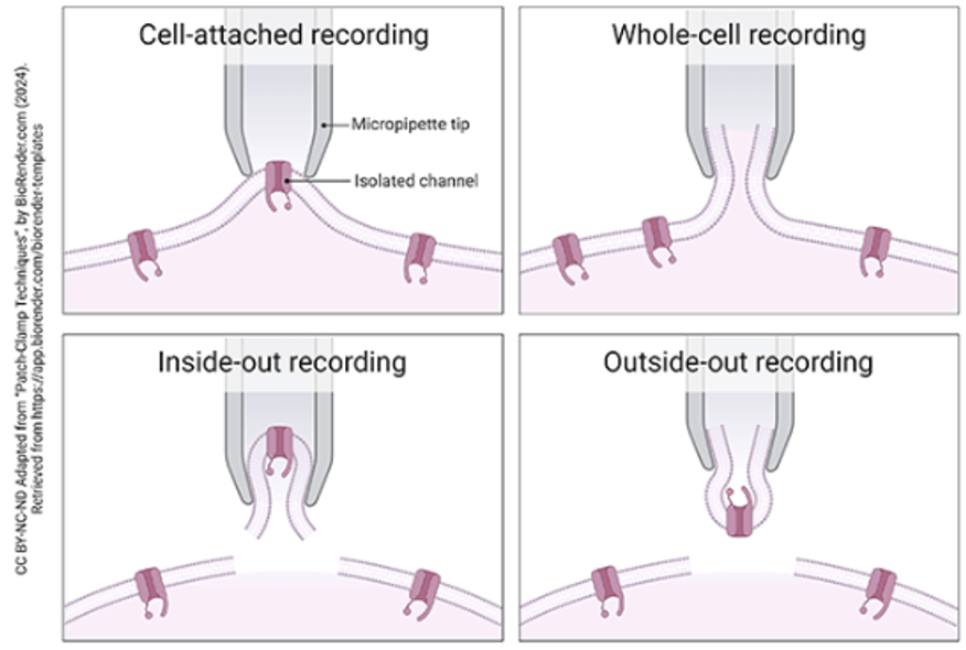 Single-channel-recording-current-affairs-figure-1